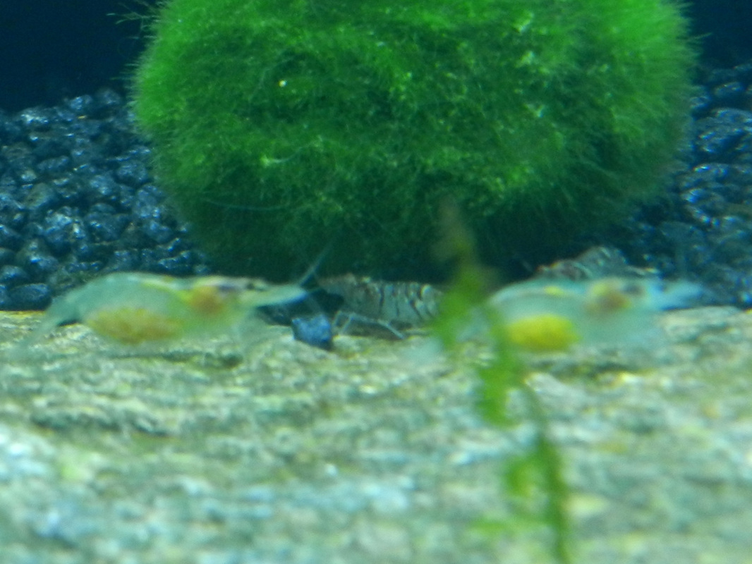Gallery - The Shrimp Tank